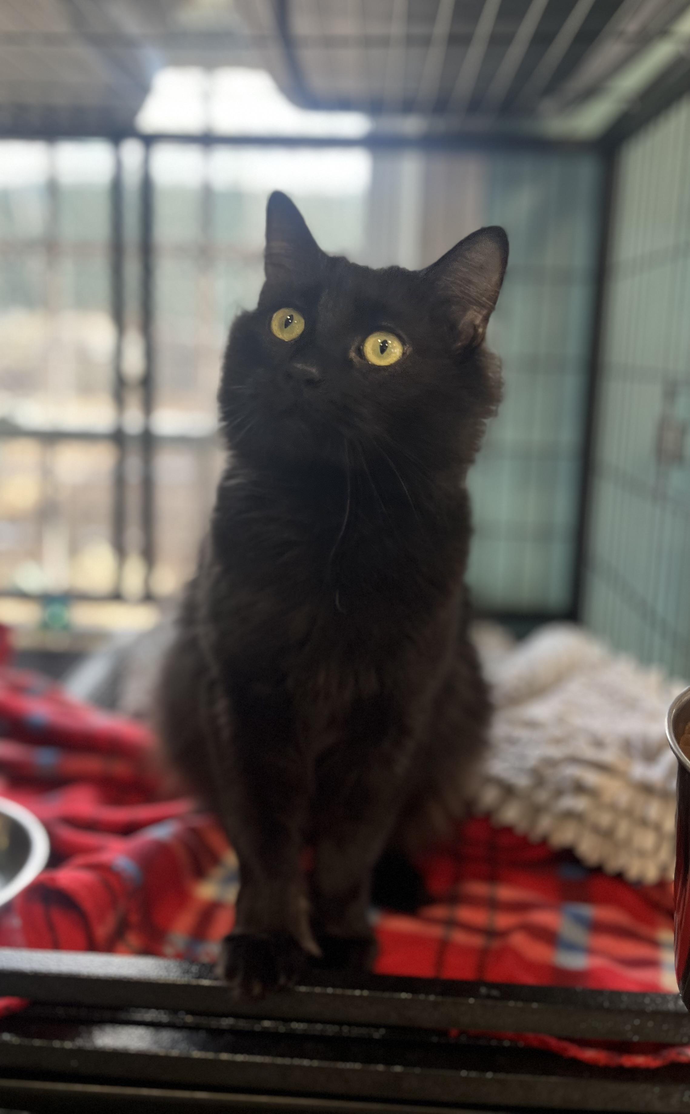 Mo (Maureen), an adopted Domestic Medium Hair in Blackstone, MA image 4/5