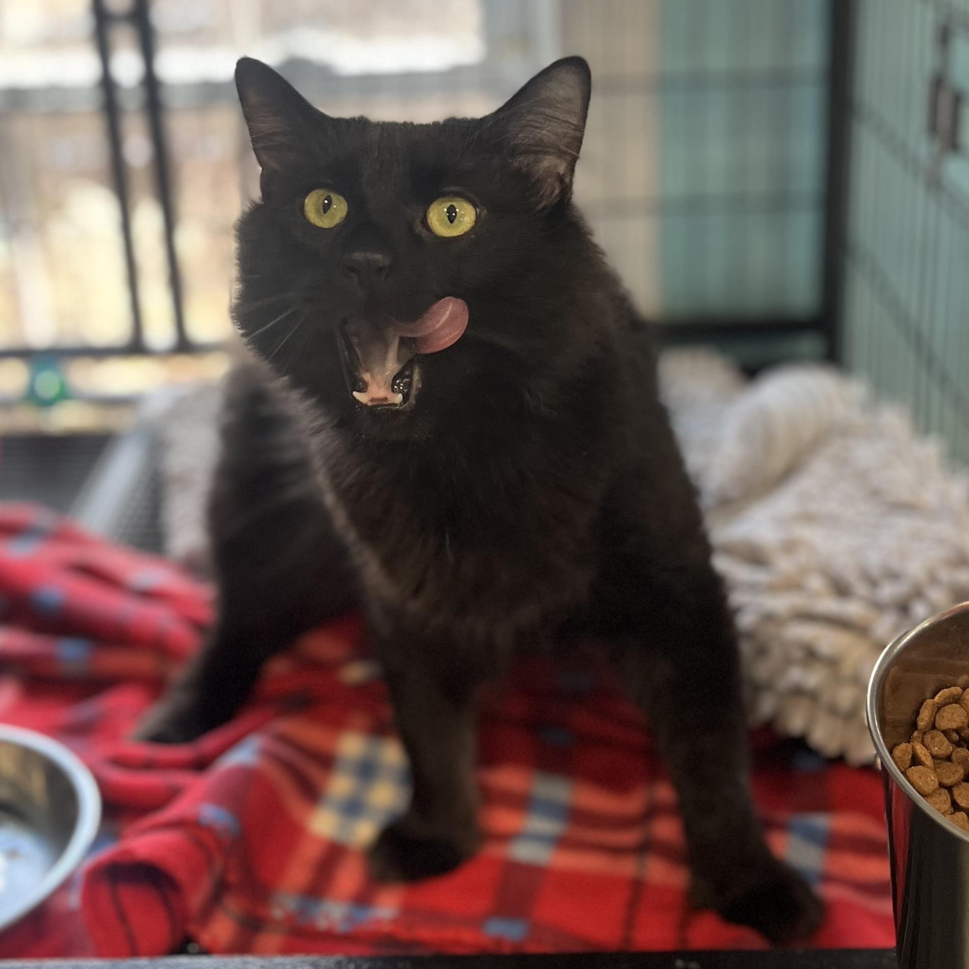 Mo (Maureen), an adopted Domestic Medium Hair in Blackstone, MA image 2/5