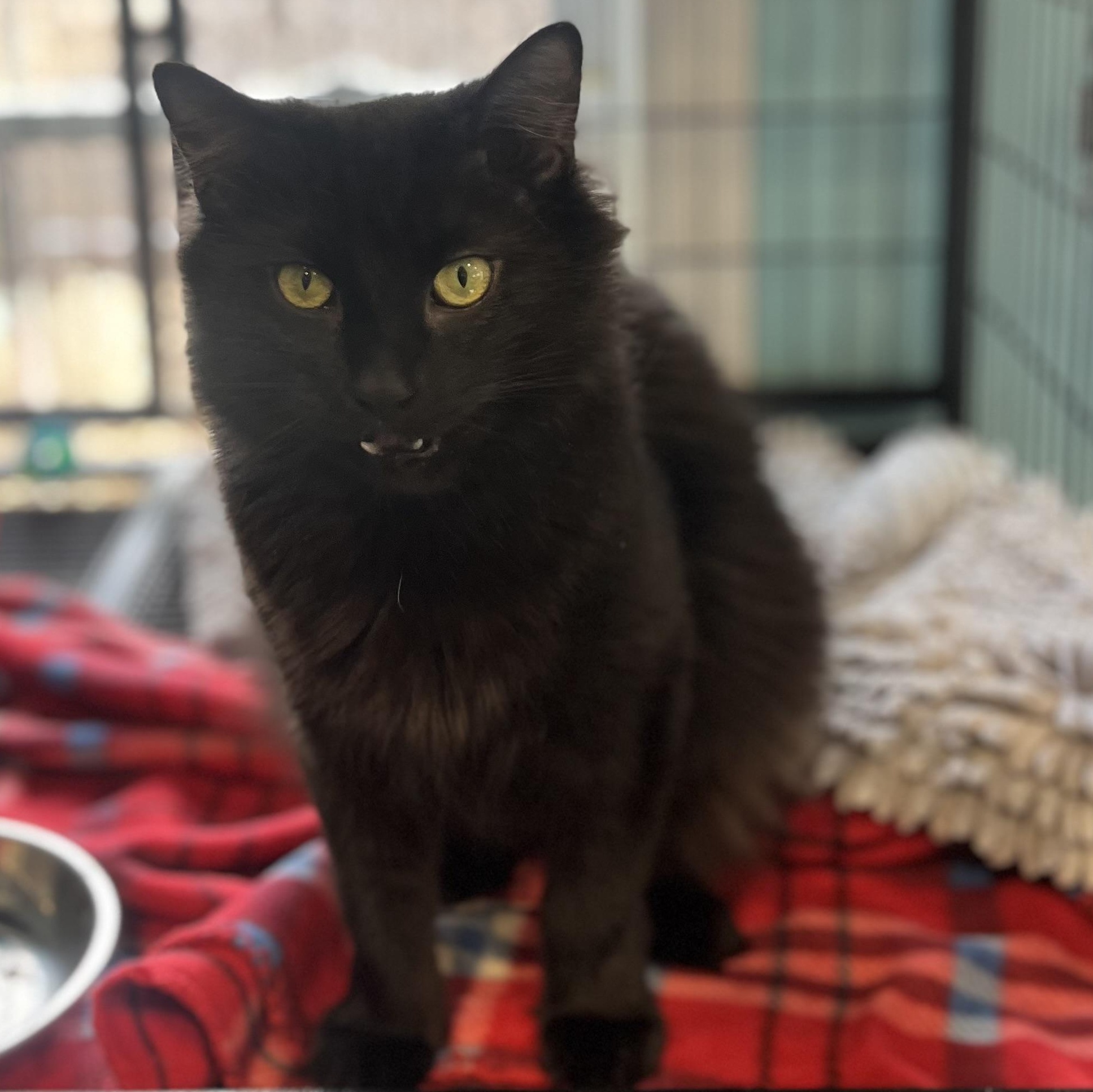 Mo (Maureen), an adopted Domestic Medium Hair in Blackstone, MA image 3/5