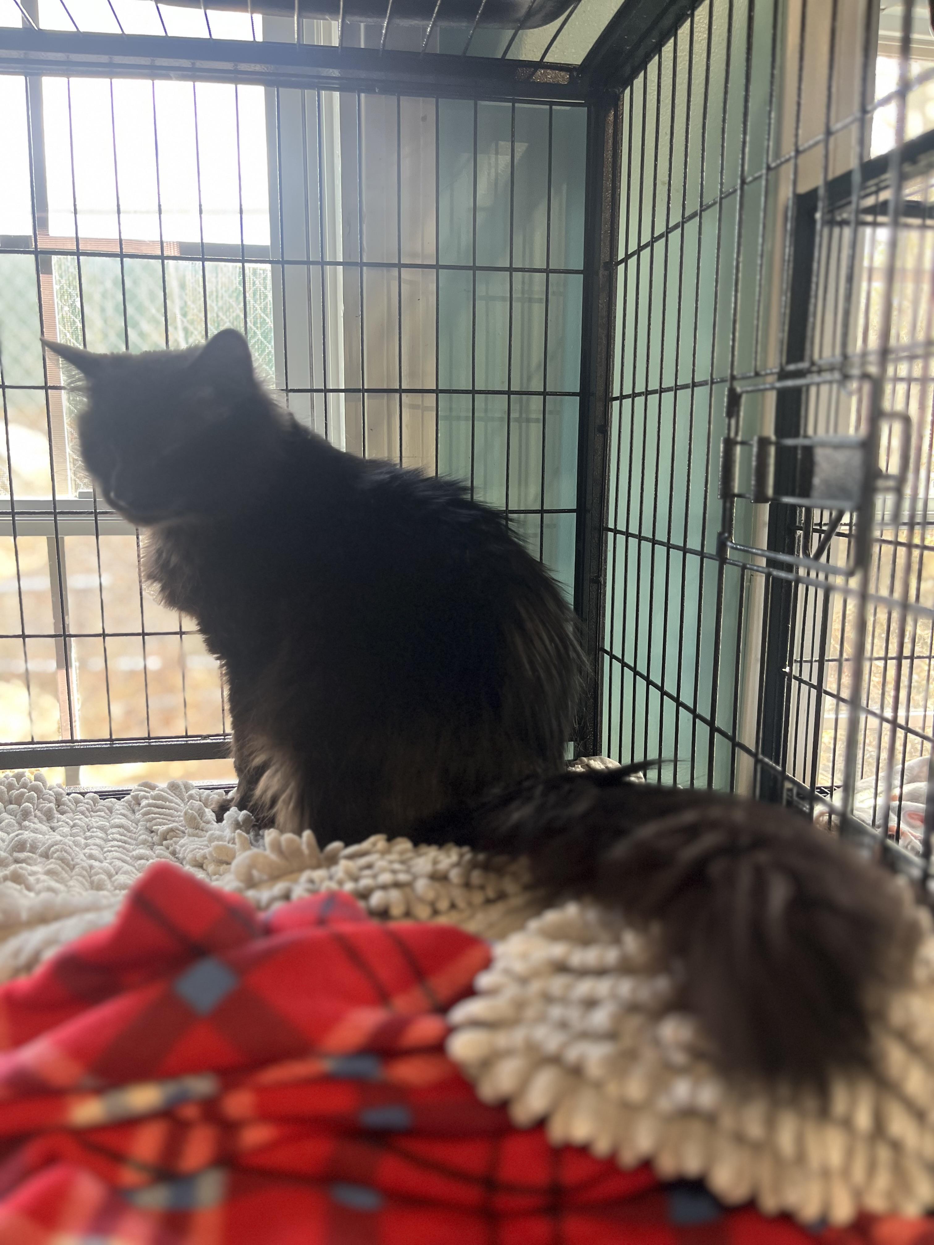 Mo (Maureen), an adopted Domestic Medium Hair in Blackstone, MA image 5/5