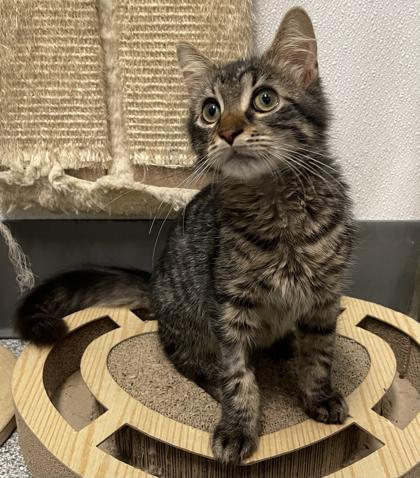 Enlarge Pebbles, a Adoptable mixed breed in Tinley Park, IL image 1/3