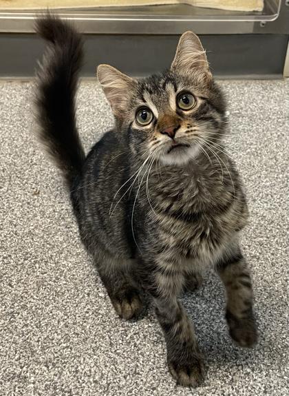 Enlarge Pebbles, a Adoptable mixed breed in Tinley Park, IL image 2/3