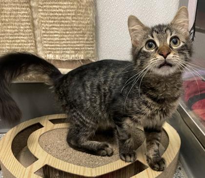 Enlarge Pebbles, a Adoptable mixed breed in Tinley Park, IL image 3/3