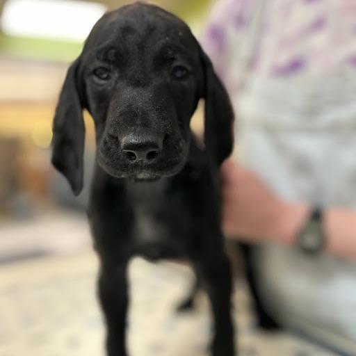 Vegeta — thumbnail 3