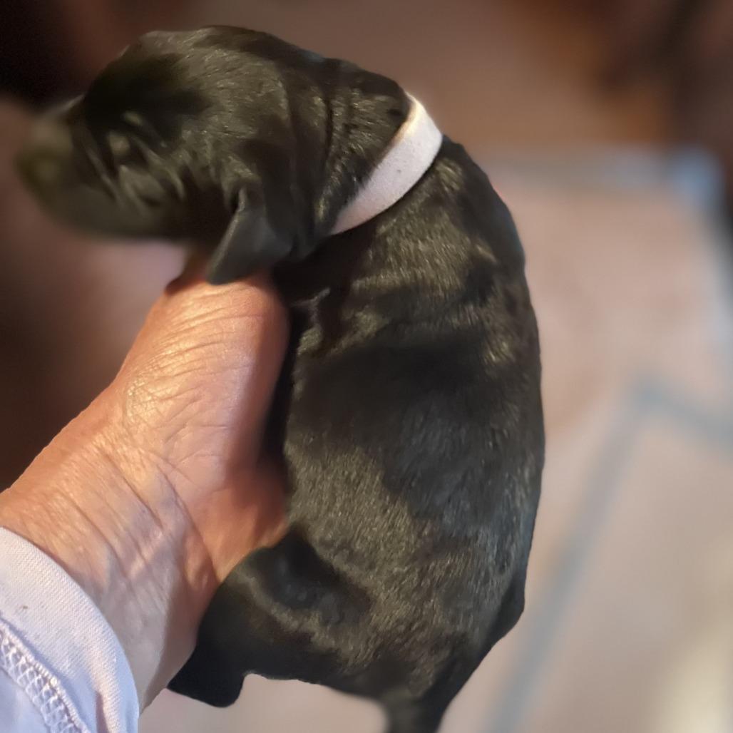 Vegeta — thumbnail 4