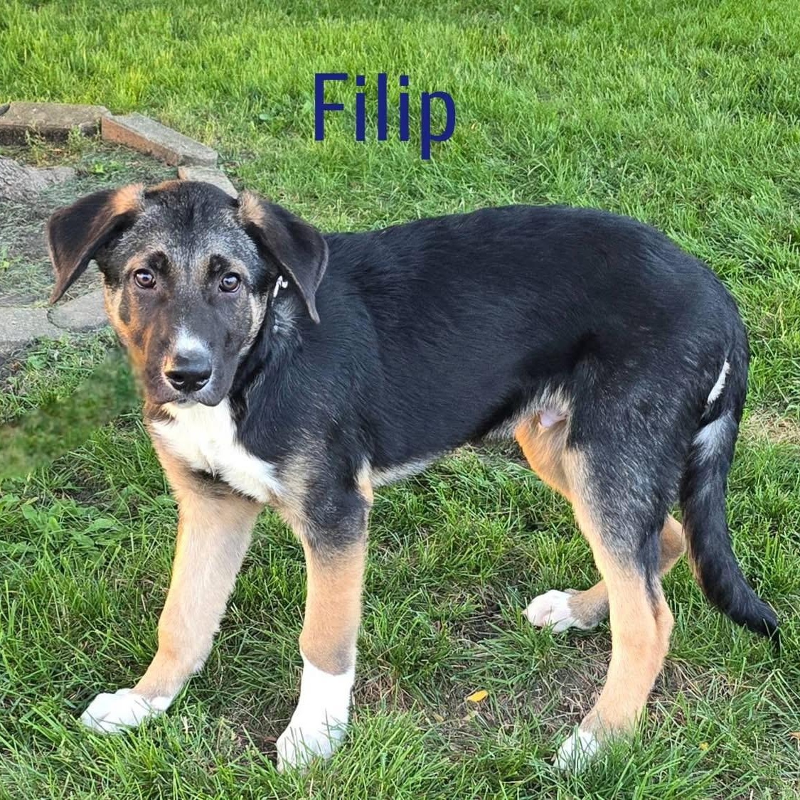 Filip, a Adoptable mixed breed in Joliet, IL image 5/5