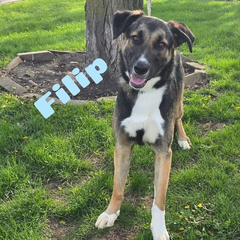 Filip, Adoptable, Young Male Mixed Breed.