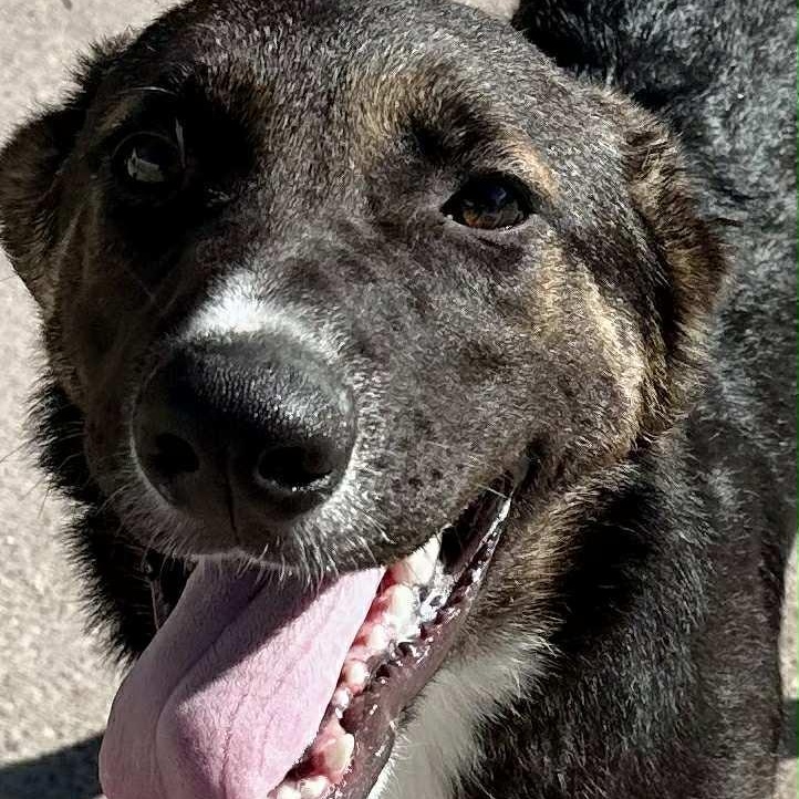 Filip, a Adoptable mixed breed in Joliet, IL image 3/5