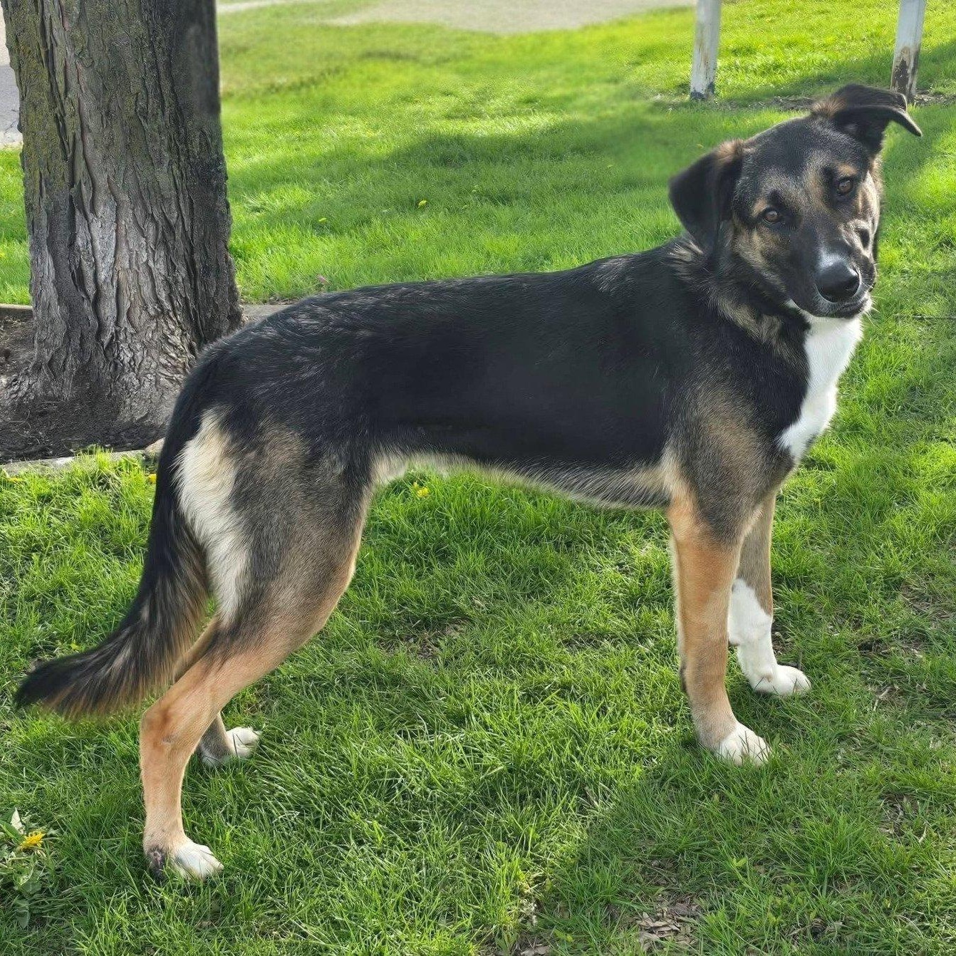 Enlarge Filip, a Adoptable mixed breed in Joliet, IL image 2/3