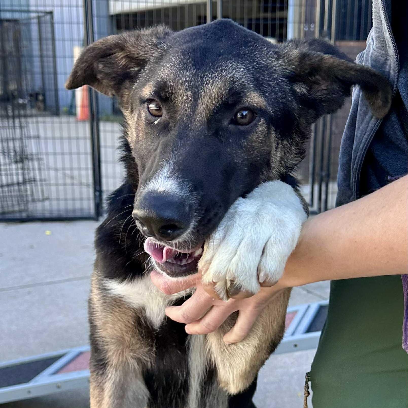 Filip, Adoptable, Young Male Mixed Breed.