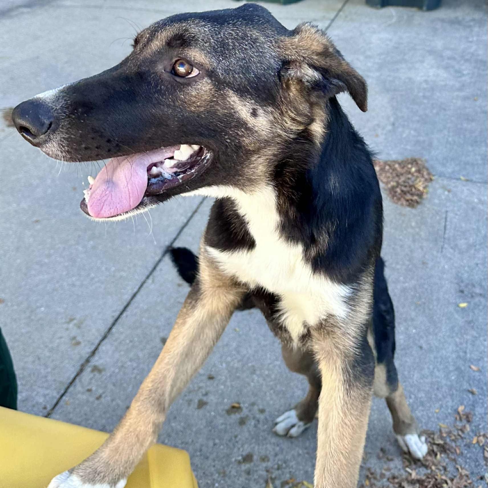 Filip, a Adoptable mixed breed in Joliet, IL image 2/5