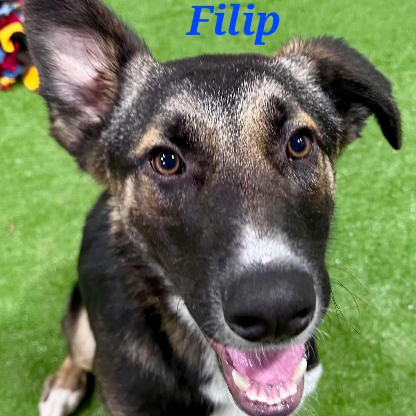 Filip, Adoptable, Young Male Mixed Breed.