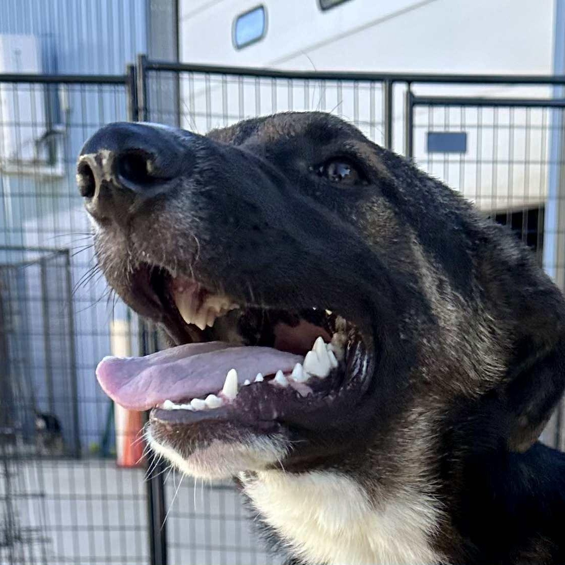 Filip, a Adoptable mixed breed in Joliet, IL image 4/5