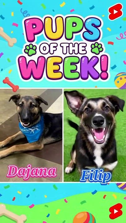 Enlarge Filip, a Adoptable mixed breed in Joliet, IL video 3/3