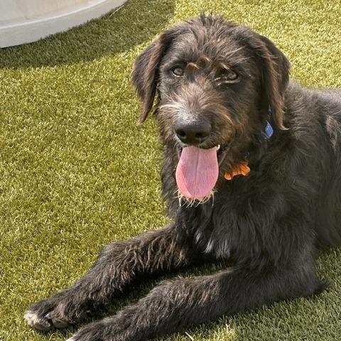 Stanley, Adoptable, Young Male Poodle & Mixed Breed.