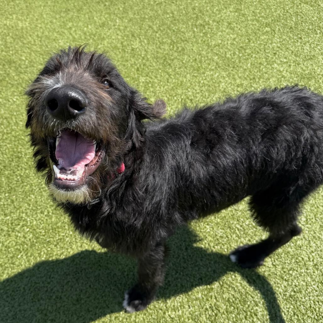 Enlarge Stanley, a Adoptable mixed breed in Cody, WY image 2/6
