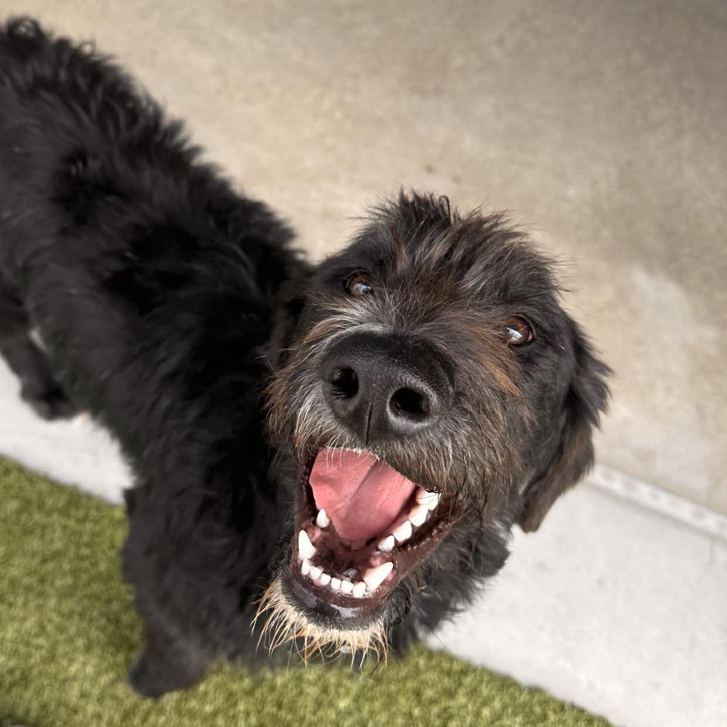 Enlarge Stanley, a Adoptable mixed breed in Cody, WY image 4/6