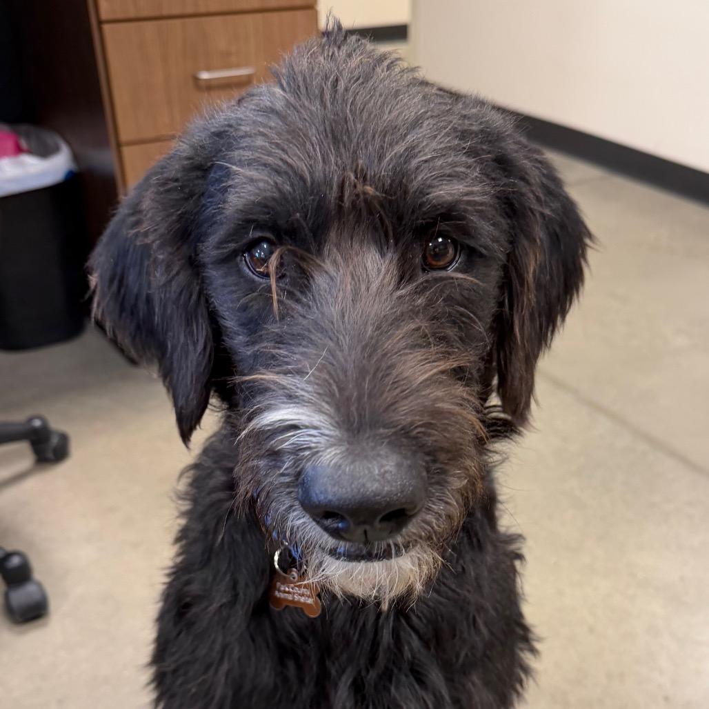 Enlarge Stanley, a Adoptable mixed breed in Cody, WY image 5/6