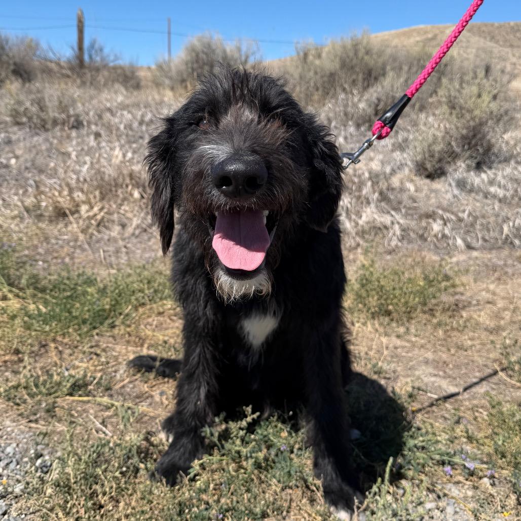 Enlarge Stanley, a Adoptable mixed breed in Cody, WY image 6/6