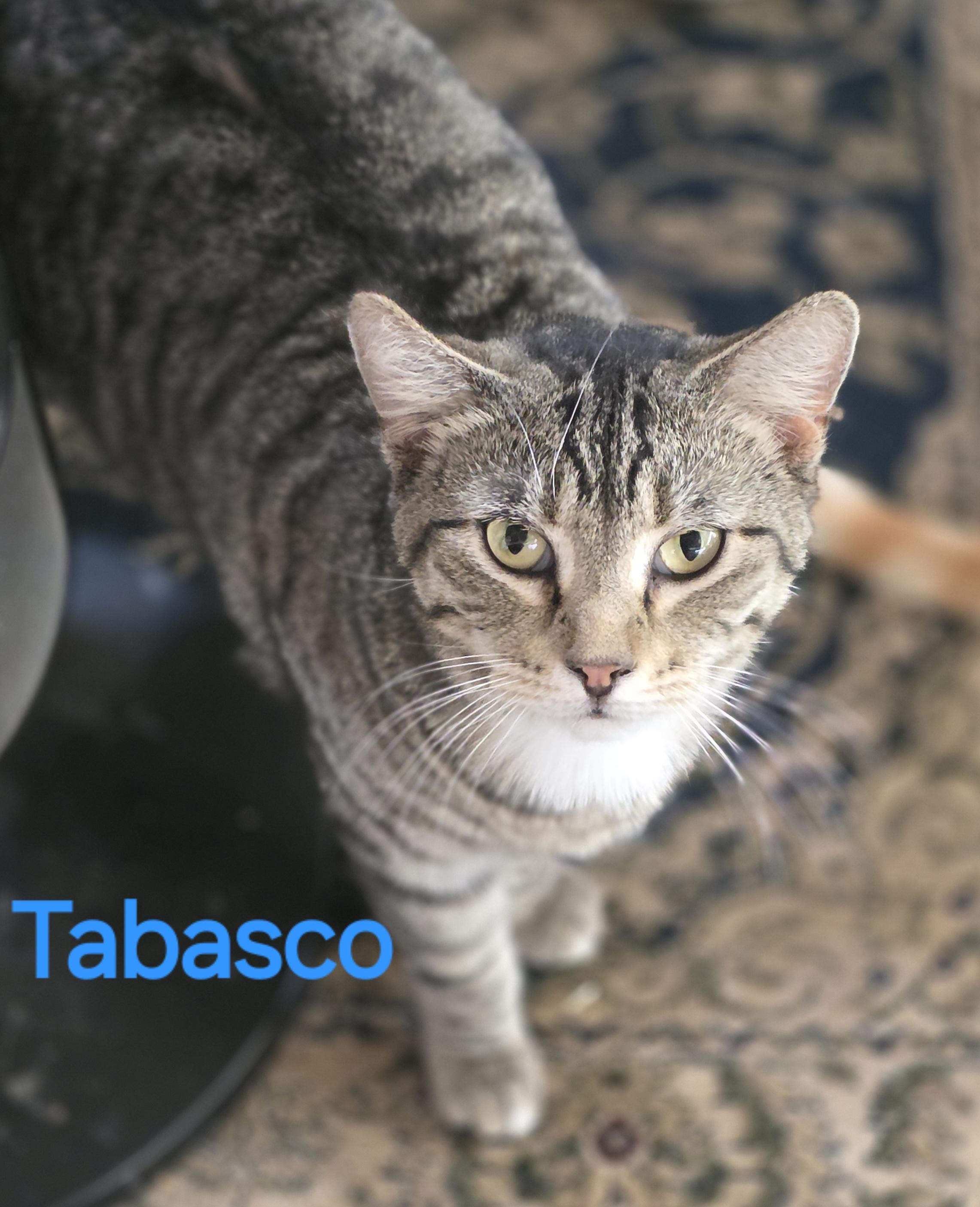 Tabasco, Adoptable, Young Male Tabby.