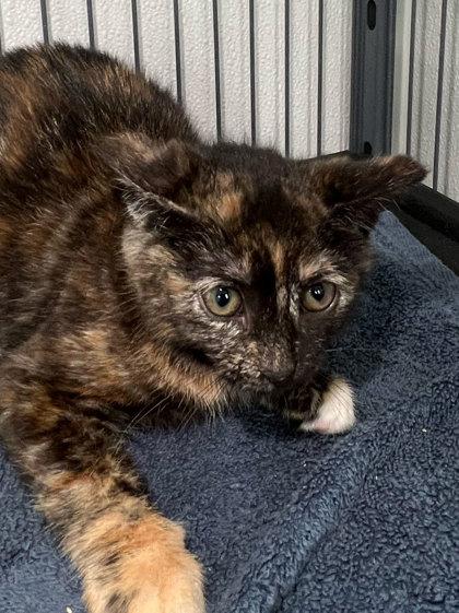 Enlarge Blackberry, a Adoptable mixed breed in Elmira, NY image 1/1