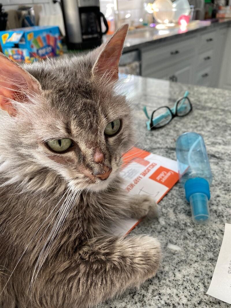 Enlarge Guinevere, a Adoptable Domestic Medium Hair in Colmar, PA image 1/5