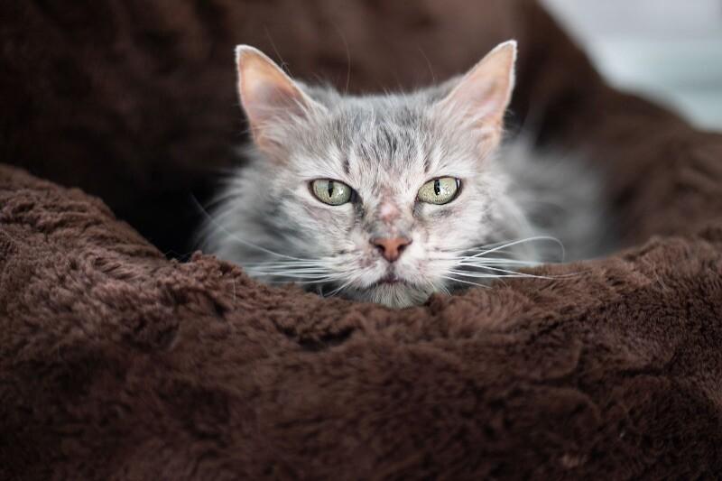 Enlarge Guinevere, a Adoptable Domestic Medium Hair in Colmar, PA image 2/5