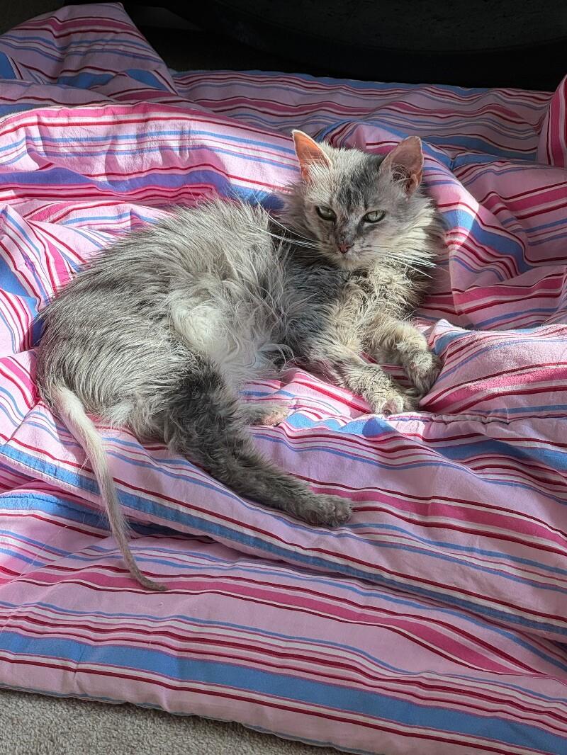 Enlarge Guinevere, a Adoptable Domestic Medium Hair in Colmar, PA image 3/5