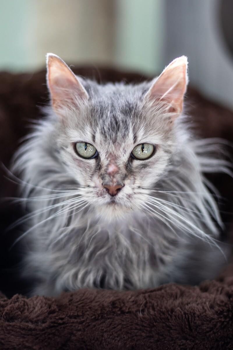 Enlarge Guinevere, a Adoptable Domestic Medium Hair in Colmar, PA image 4/5