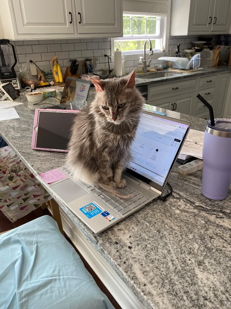 Enlarge Guinevere, a Adoptable Domestic Medium Hair in Colmar, PA image 5/5