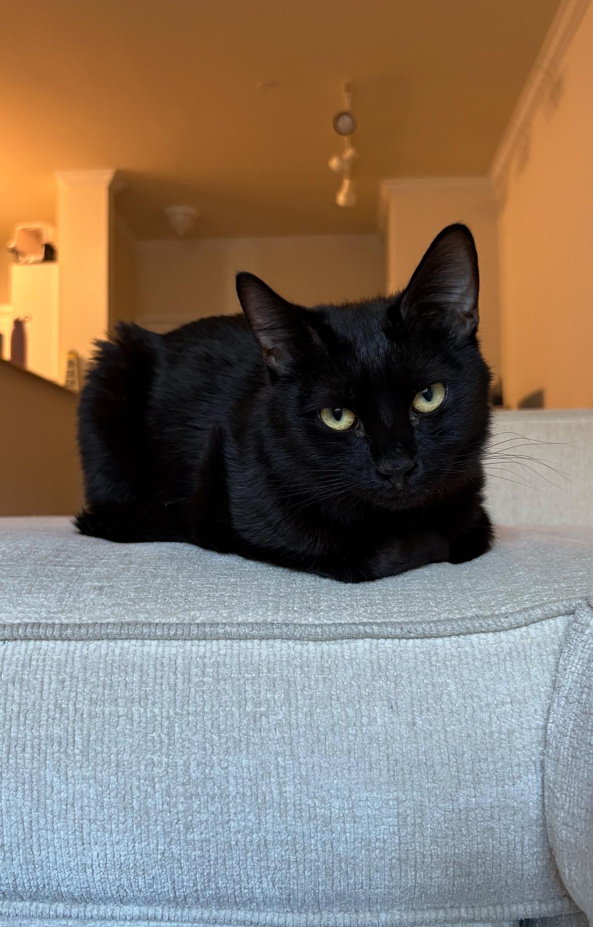 Oleg, a ADOPTABLE mixed breed in Canoga Park, CA image 2/3