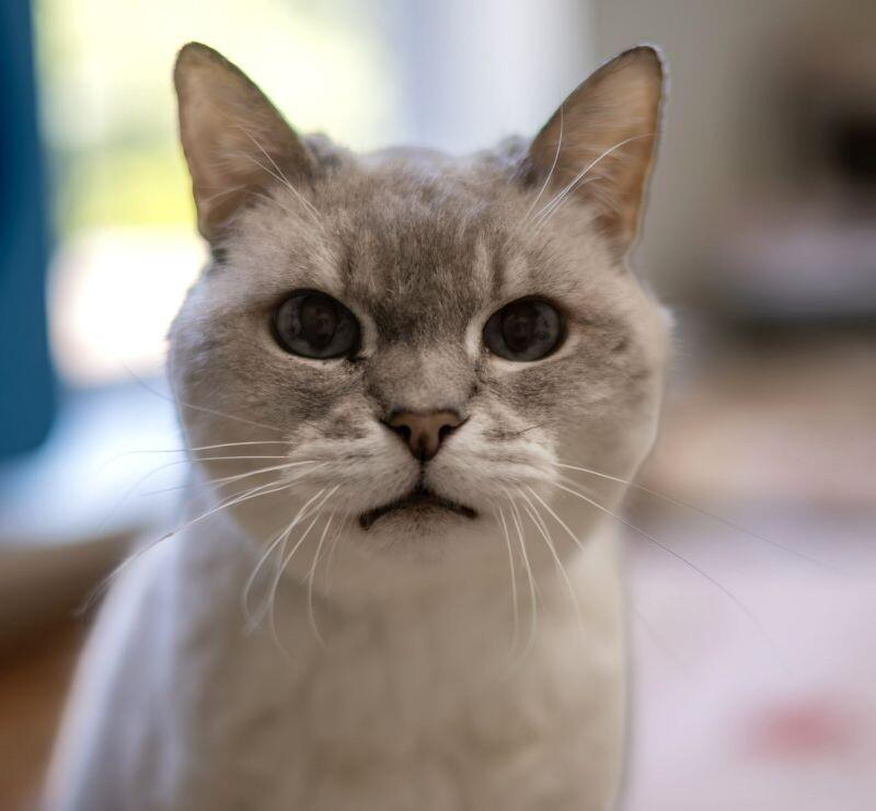 Chanel, a Adoptable Domestic Short Hair in Arlington, WA image 1/6