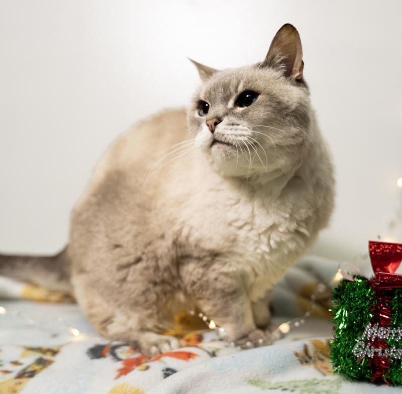 Chanel, a Adoptable Domestic Short Hair in Arlington, WA image 2/6