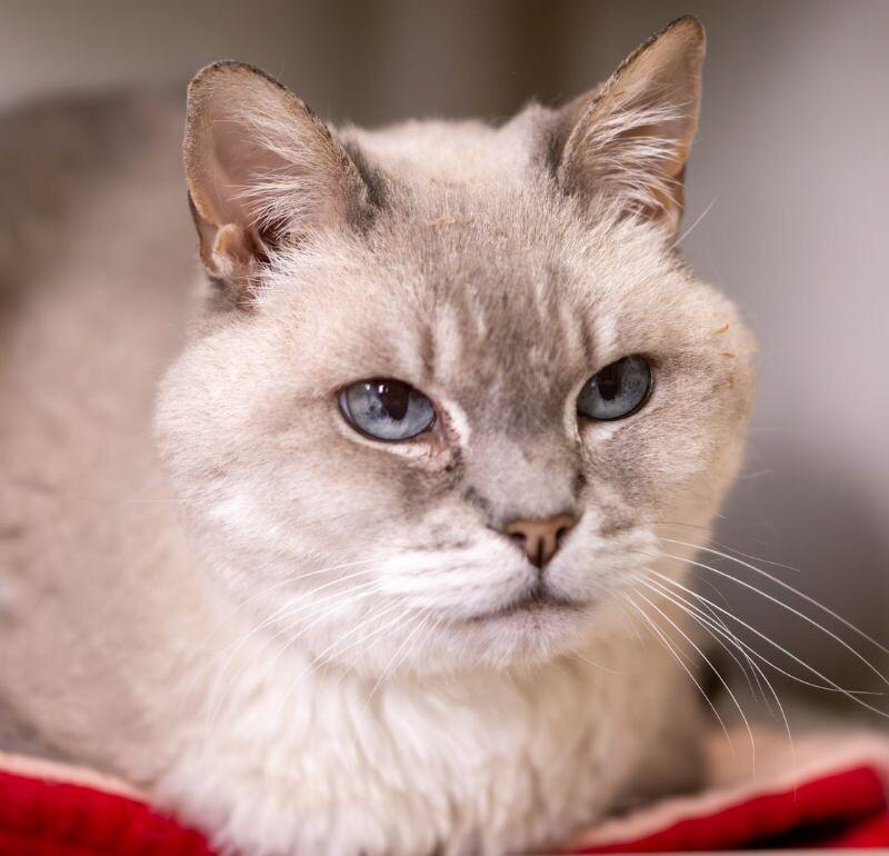 Chanel, a Adoptable Domestic Short Hair in Arlington, WA image 3/6