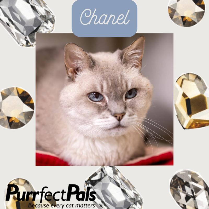 Chanel, a Adoptable Domestic Short Hair in Arlington, WA image 4/6