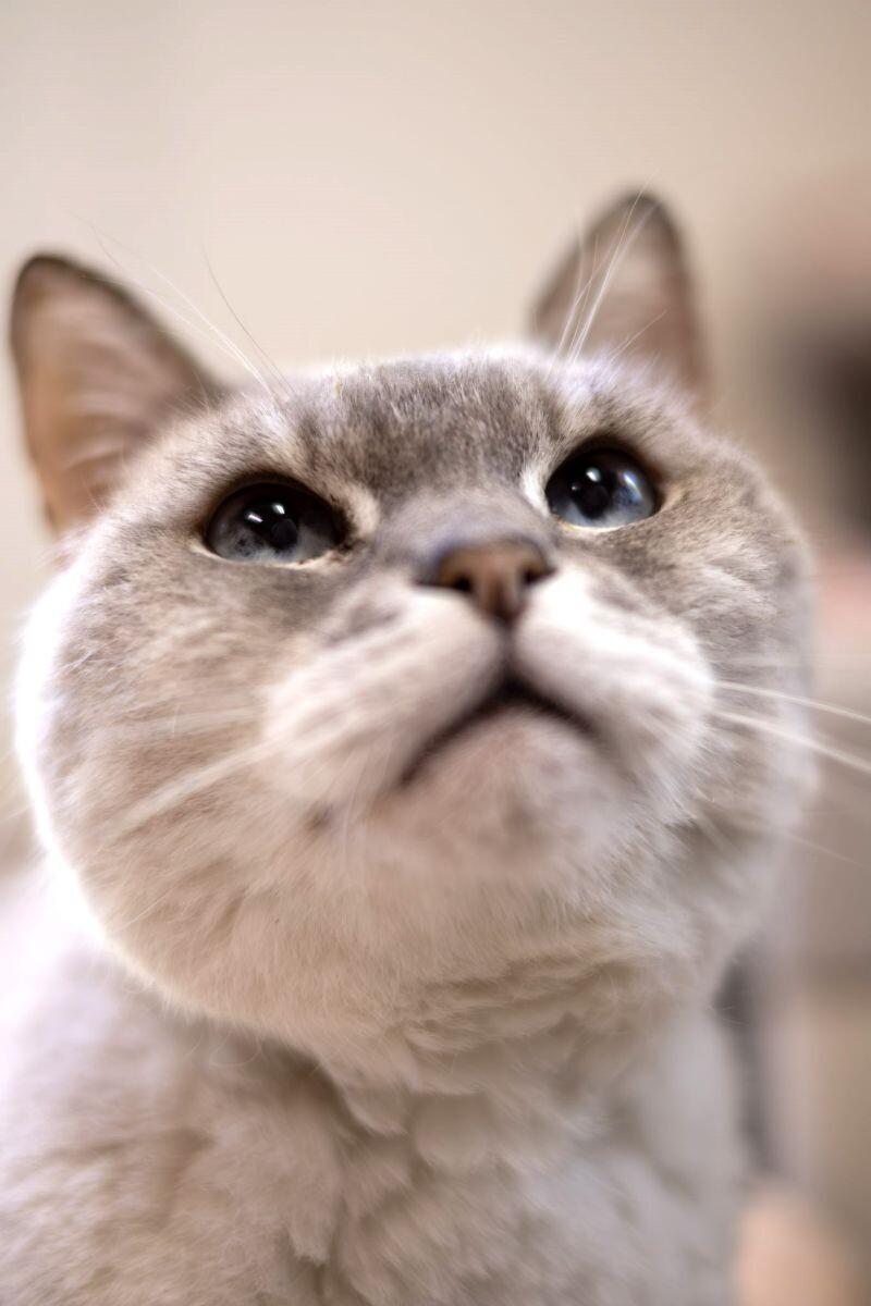 Chanel, a Adoptable Domestic Short Hair in Arlington, WA image 5/6