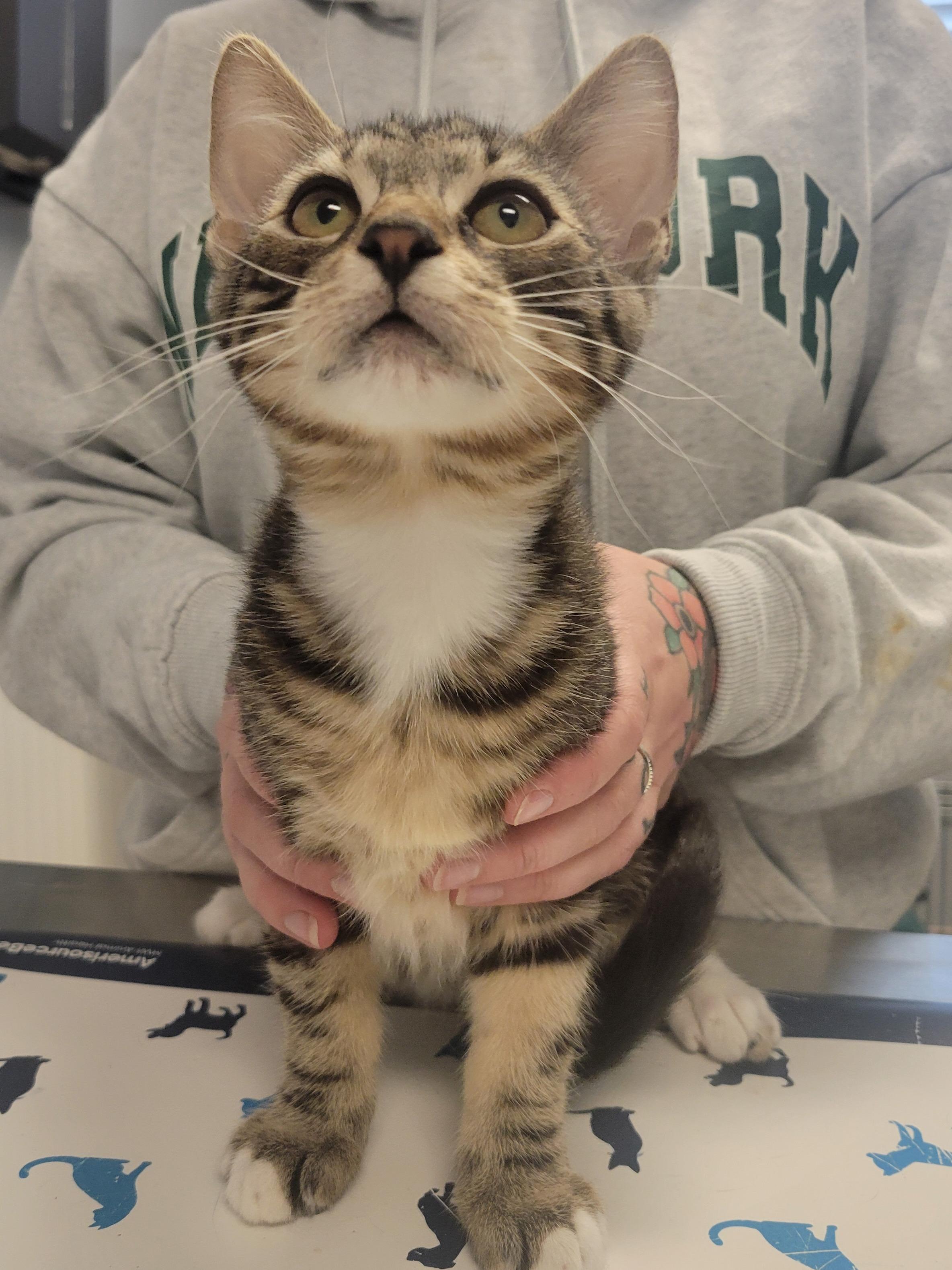 Thunder & Storm, a ADOPTABLE Domestic Short Hair in Providence Forge, VA image 4/4