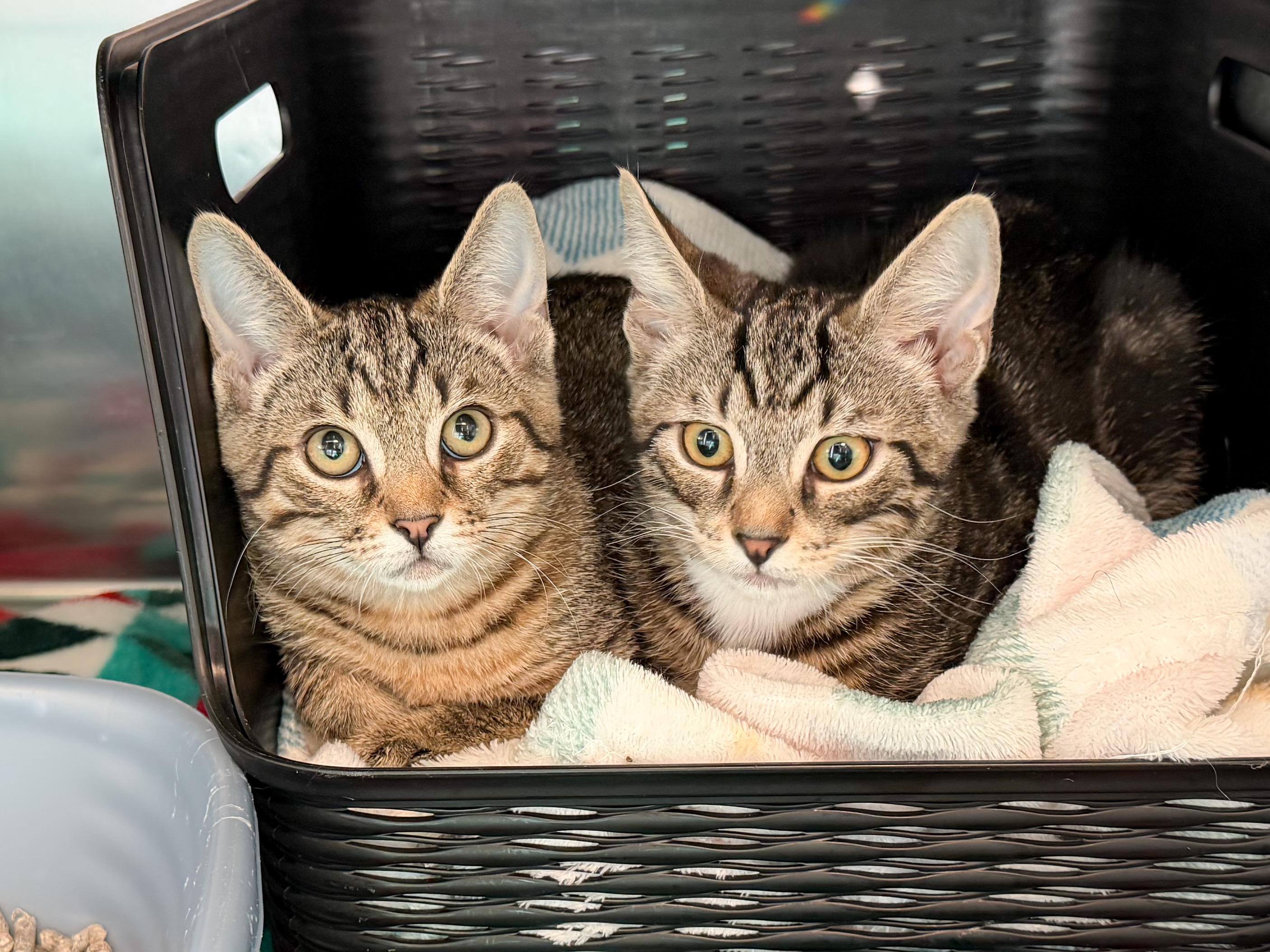 Thunder & Storm, a ADOPTABLE Domestic Short Hair in Providence Forge, VA image 1/4
