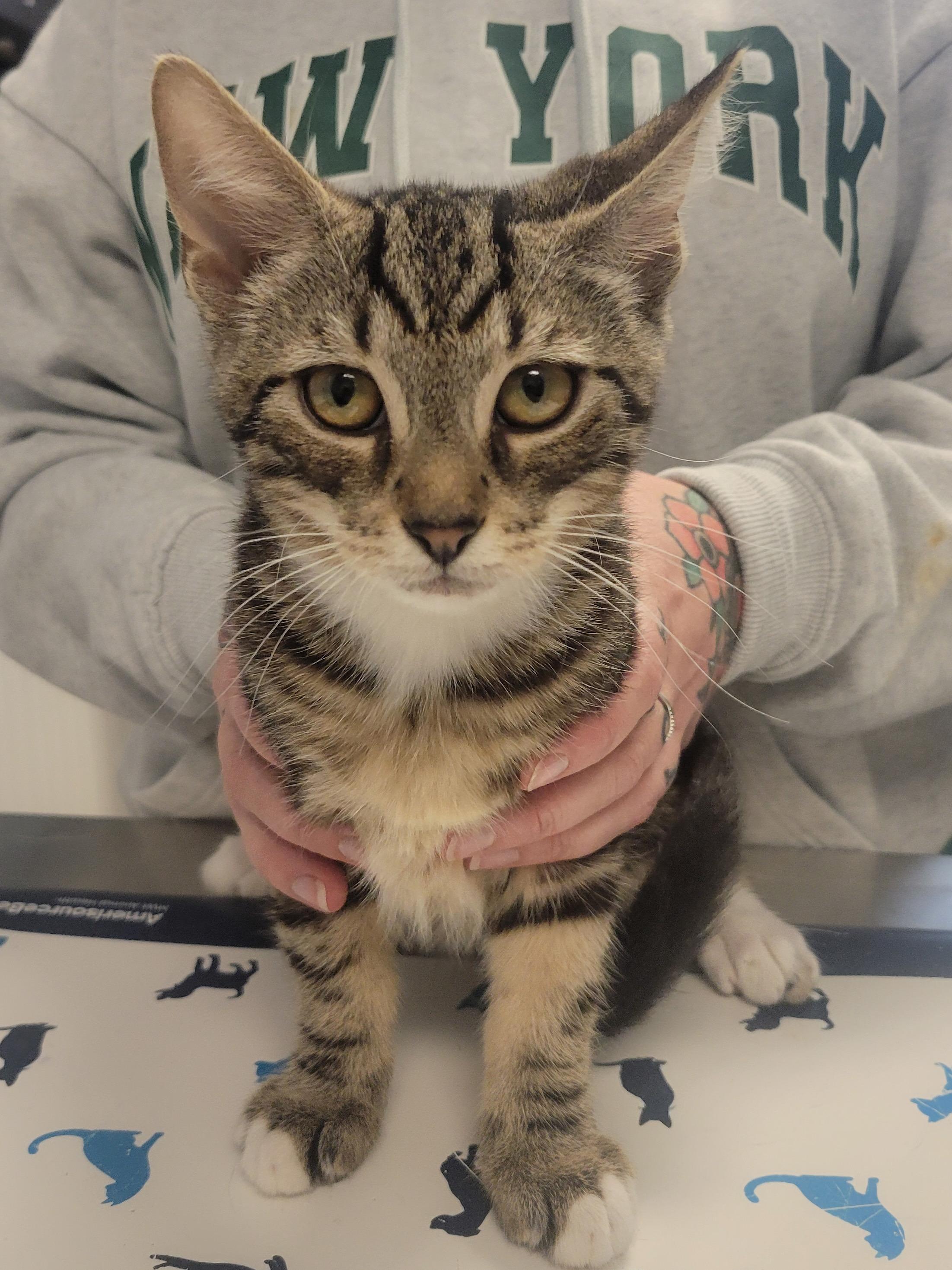 Thunder & Storm, a ADOPTABLE Domestic Short Hair in Providence Forge, VA image 3/4