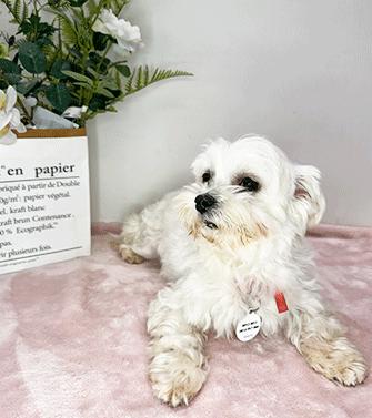 Enlarge MALBI, a ADOPTABLE Maltese in Castro Valley, CA image 3/3