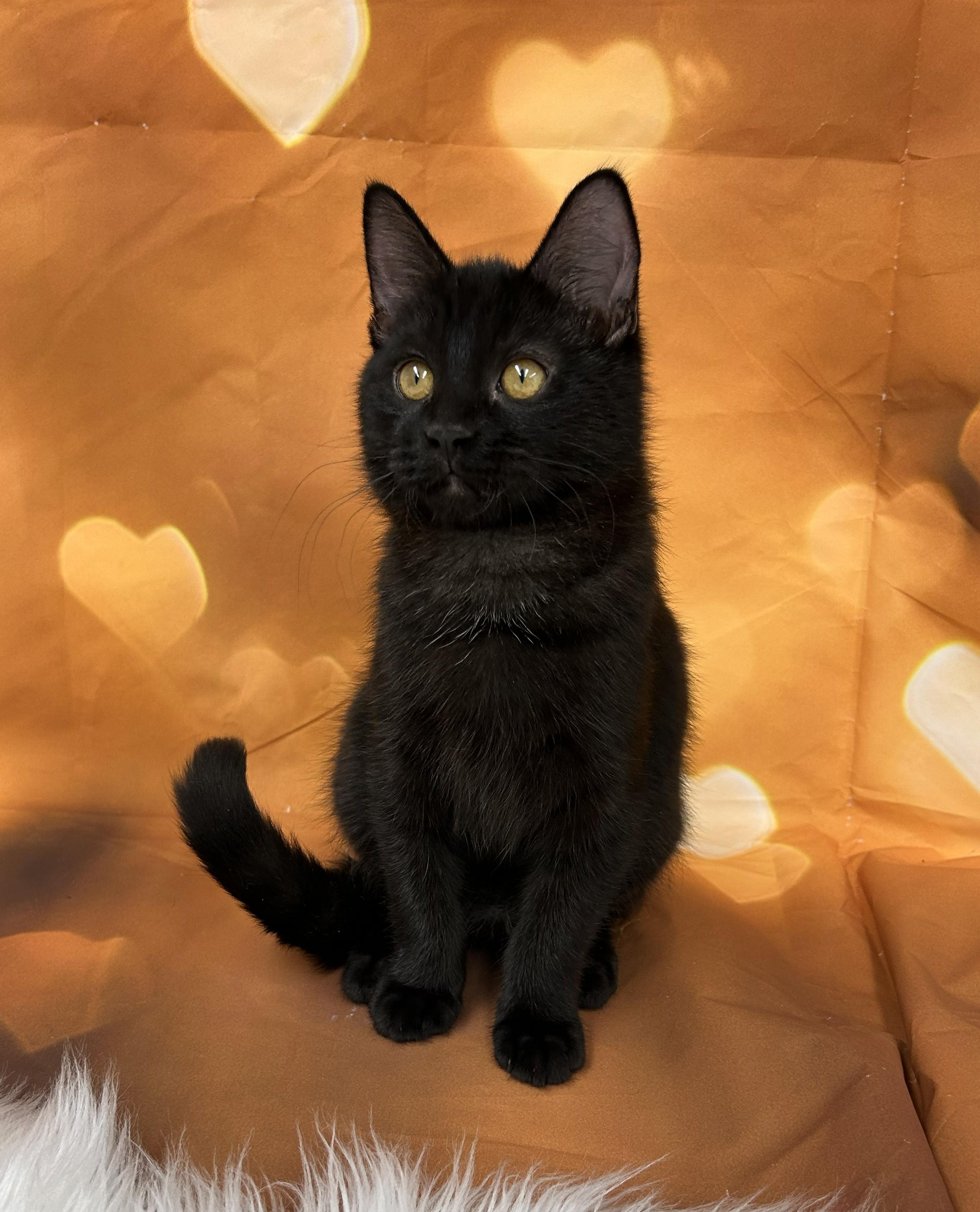Twix, ADOPTABLE, Kitten Male Domestic Short Hair.