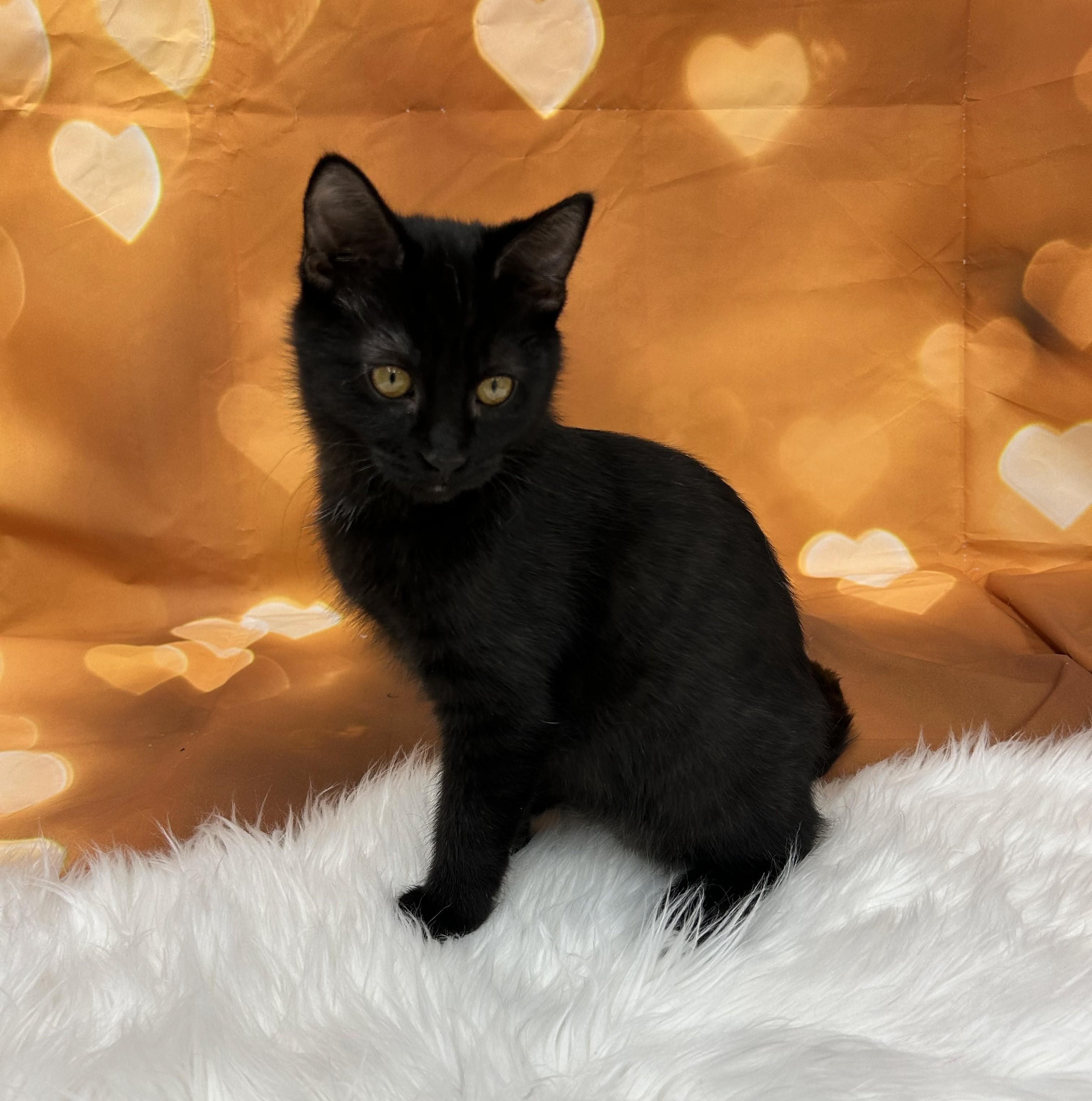 Enlarge Twix, a ADOPTABLE Domestic Short Hair in Union Gap, WA image 2/2