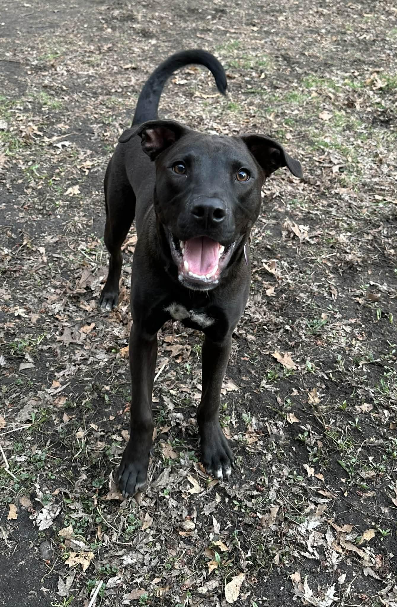 Enlarge Kayce, a Adoptable Pit Bull Terrier in Minneapolis, MN image 1/3