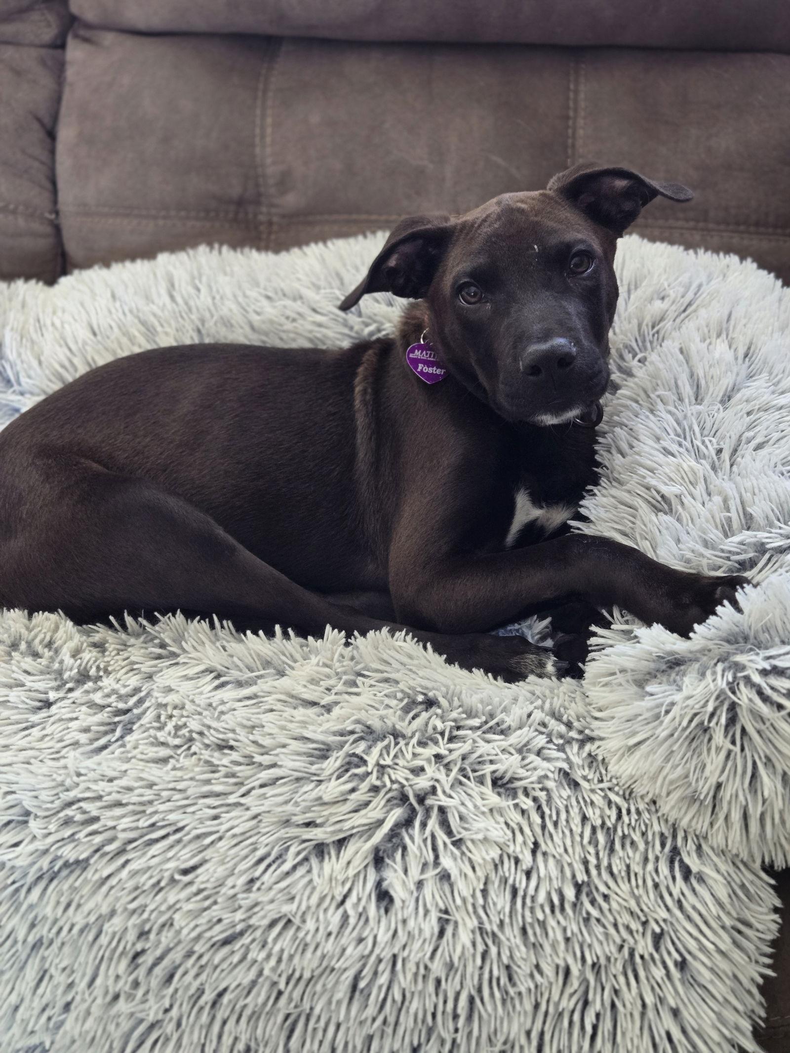 Enlarge Kayce, a Adoptable Pit Bull Terrier in Minneapolis, MN image 1/3