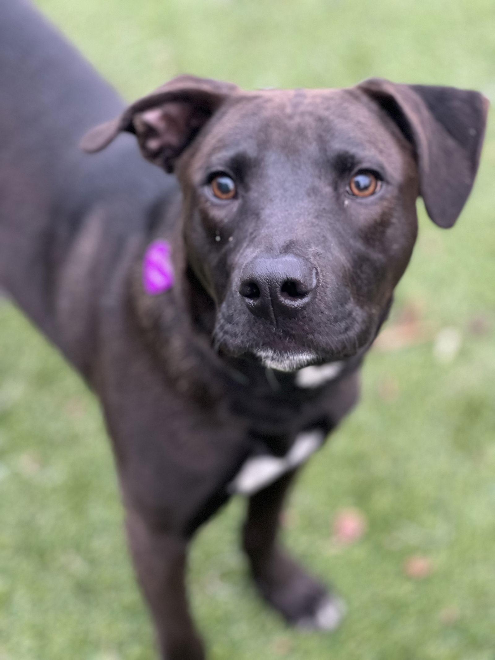 Kayce, Adoptable, Young Male Pit Bull Terrier.