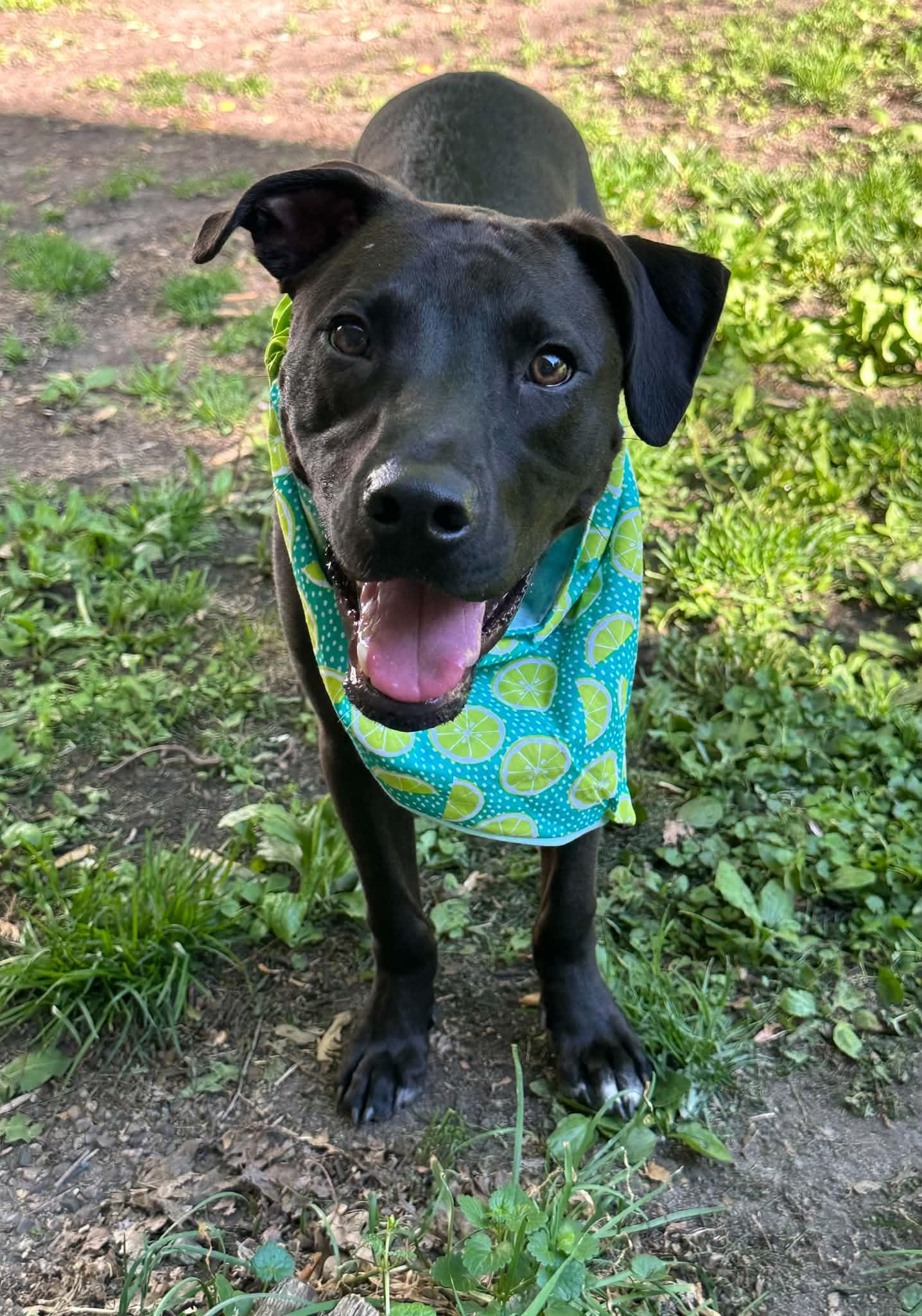 Kayce, a Adoptable Pit Bull Terrier in Minneapolis, MN image 2/3