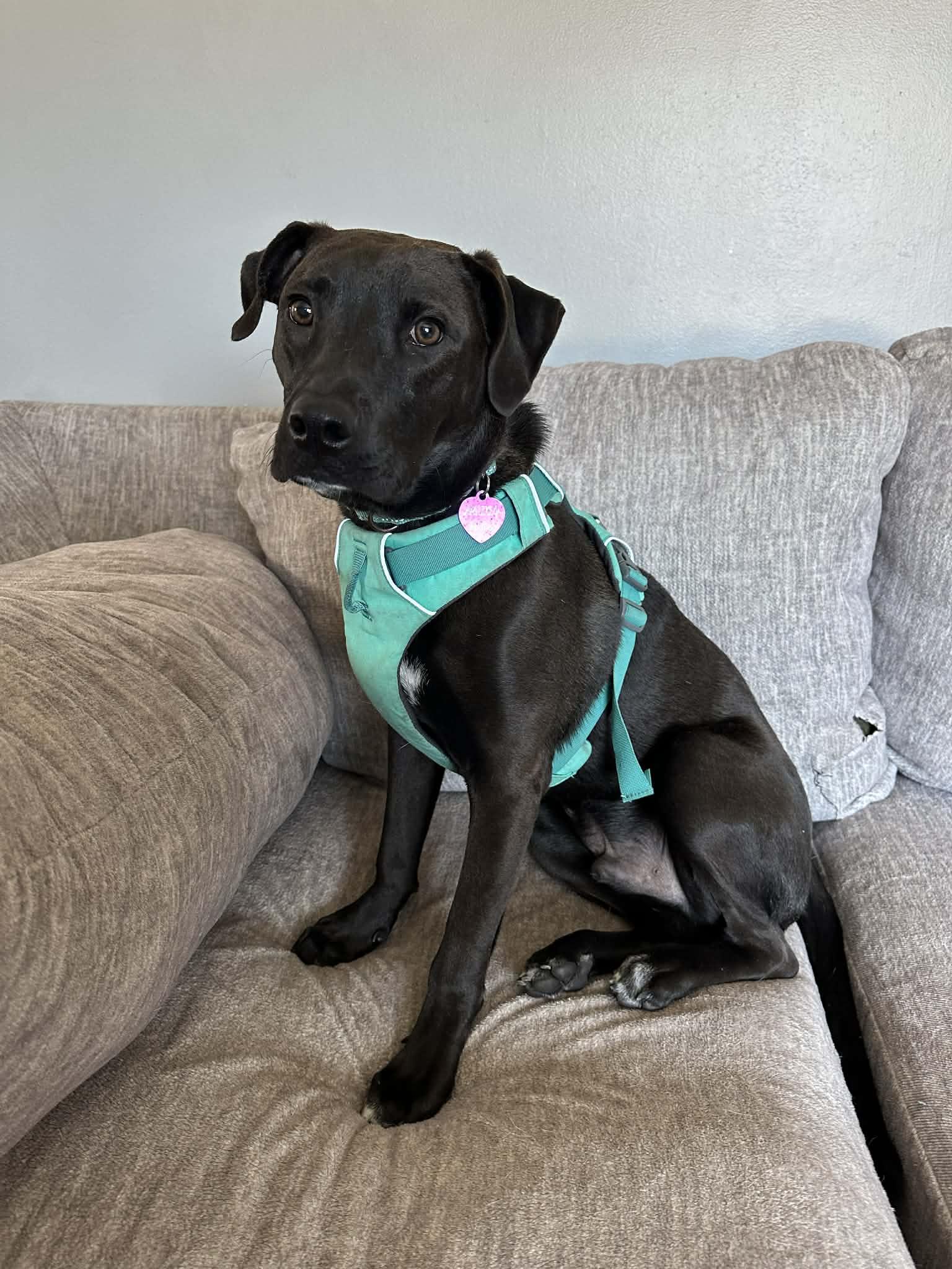 Enlarge Kayce, a Adoptable Pit Bull Terrier in Minneapolis, MN image 2/3