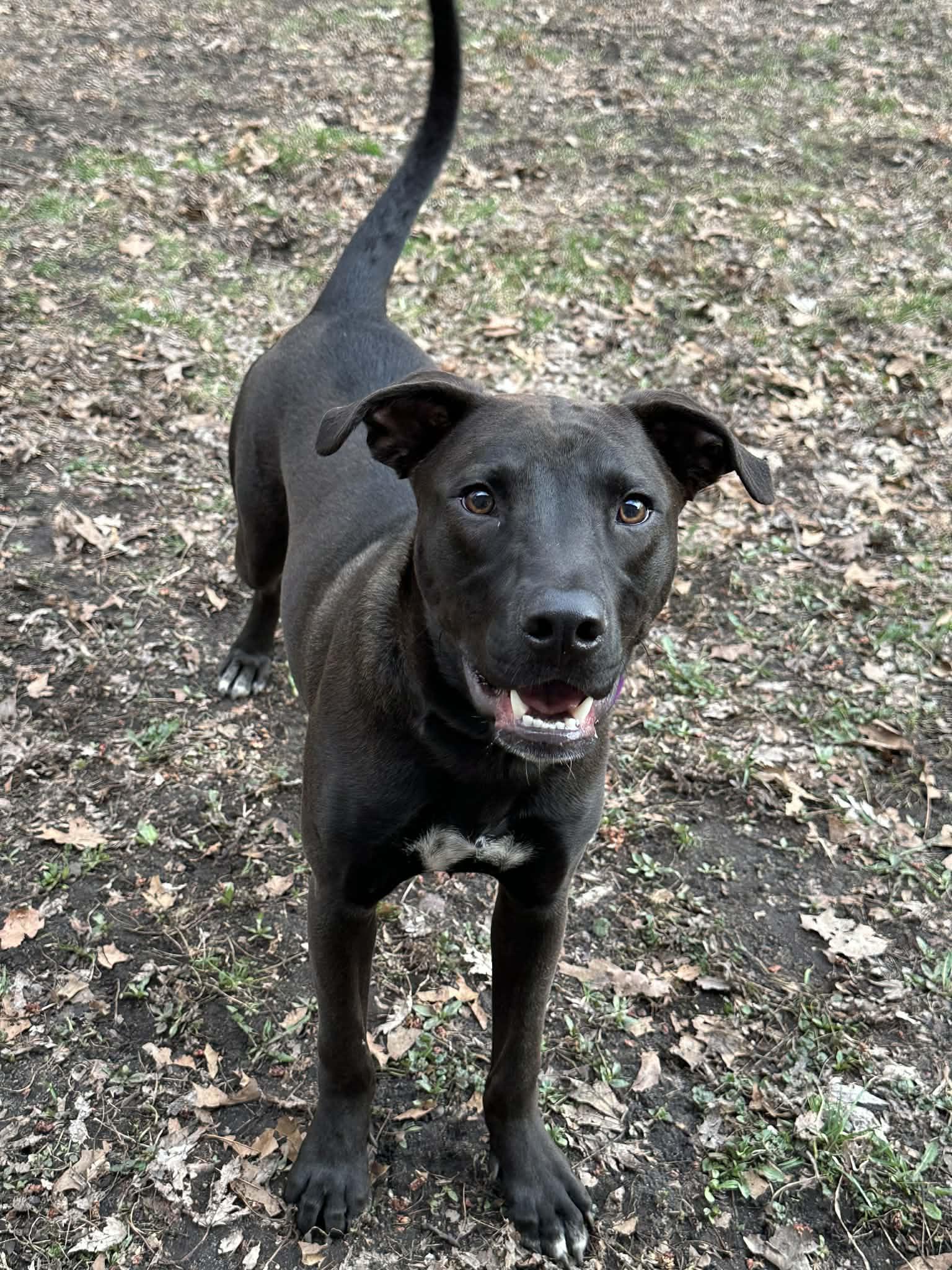 Enlarge Kayce, a Adoptable Pit Bull Terrier in Minneapolis, MN image 2/3