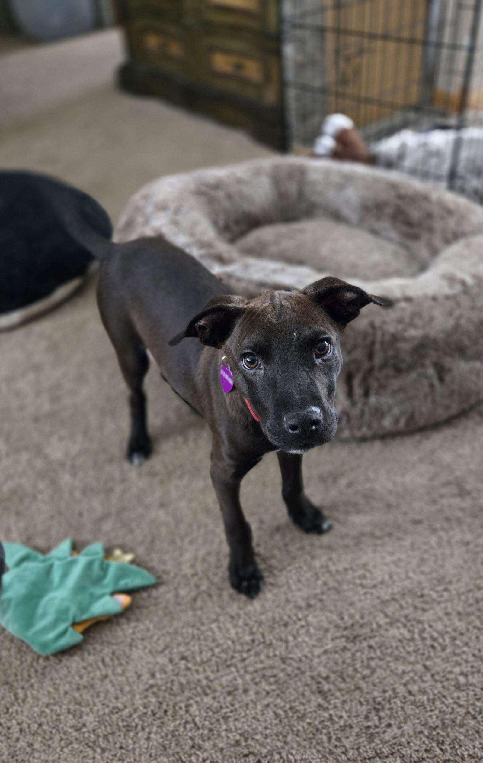 Enlarge Kayce, a Adoptable Pit Bull Terrier in Minneapolis, MN image 2/3