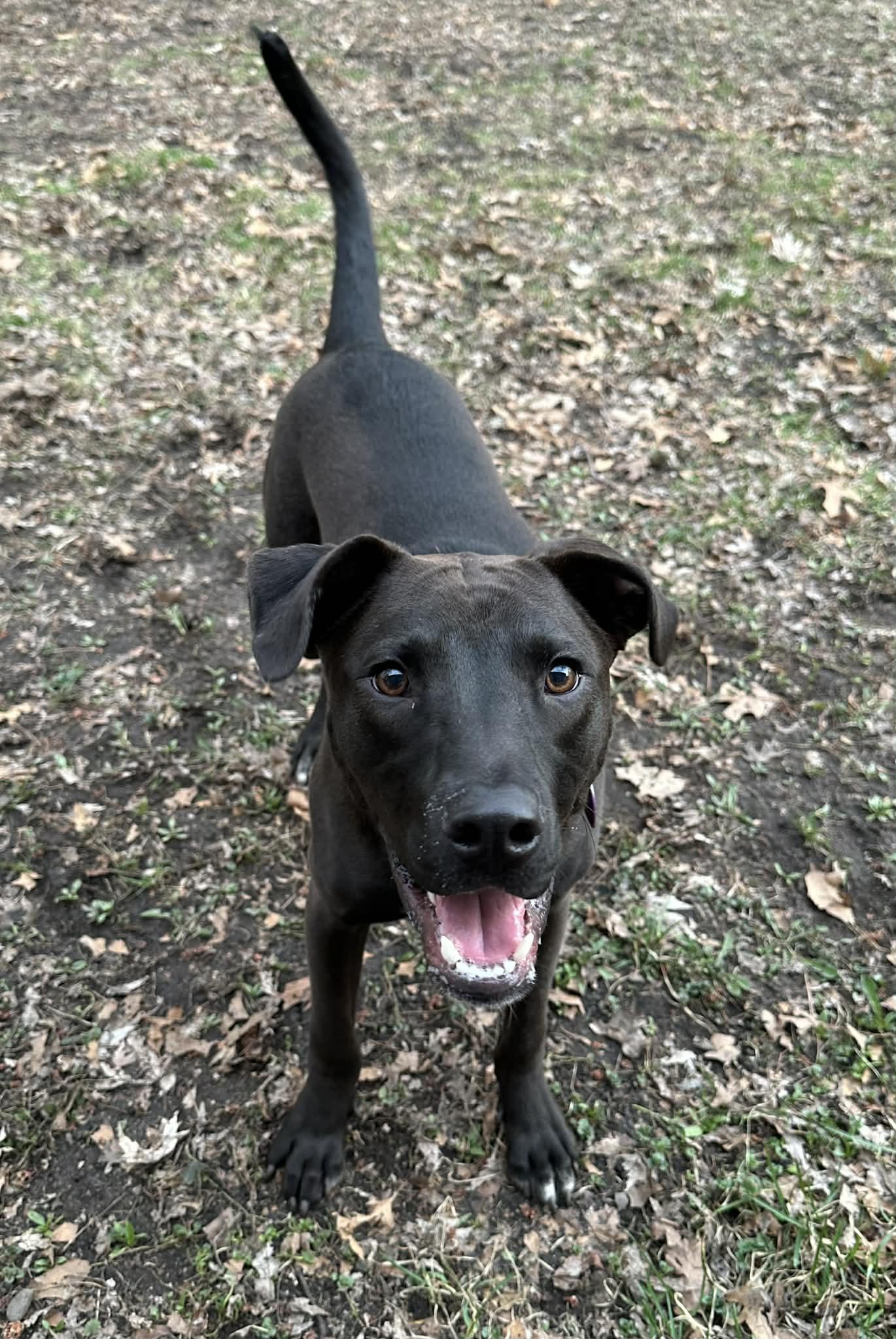 Enlarge Kayce, a Adoptable Pit Bull Terrier in Minneapolis, MN image 3/3
